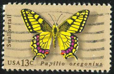 Fototapeta na wymiar królowej motyl