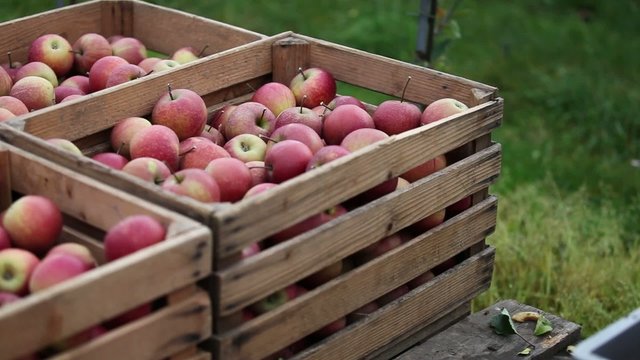 Kisten mit &Auml;pfel