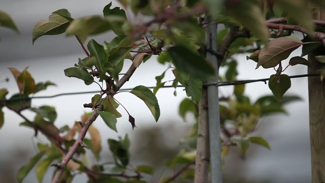 &Auml;pfel pfl&uuml;cken