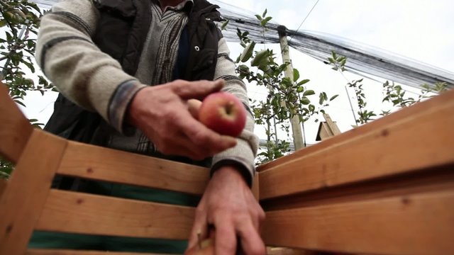 &Auml;pfel pfl&uuml;cken (in Holzkiste)