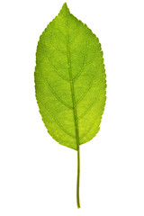 Fototapeta premium Apple leaf on isolated
