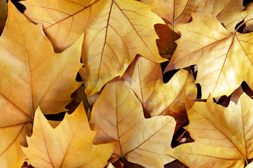 Naklejka na ściany i meble Dry Fall Leaves