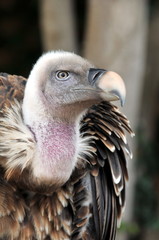 Portrain of griffon-vulture