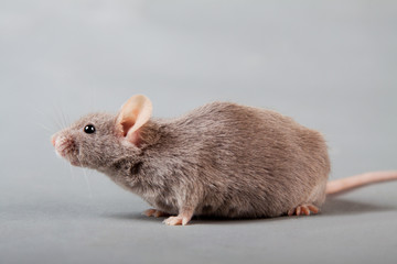 laboratory mouse