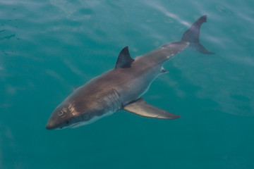 Fototapeta premium White shark