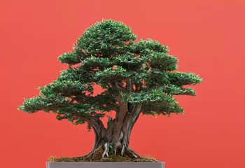 Acrylic prints Bonsai Tasso - Yew bonsai