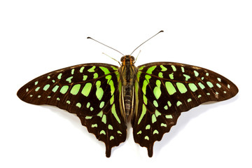Graphium isolated