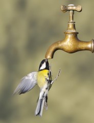 Bird flight drinking from a tap