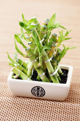 green bamboo