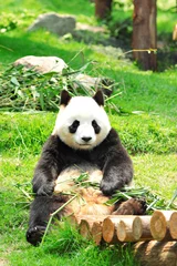 Tableaux sur verre Panda Panda