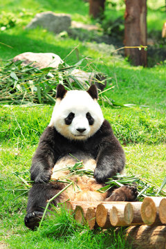 Fototapeta panda