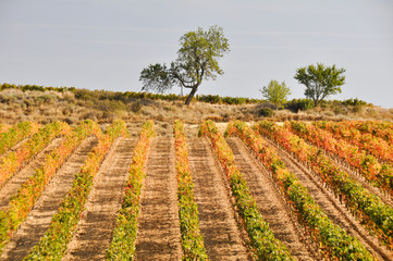 Vineyard at Autumn, La Rioja (Spain)