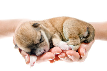 Fototapeta na wymiar Newborn puppy in the caring hands