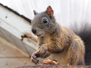 Eichhörnchen mit Futter