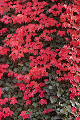 Rote und grüne Blätter