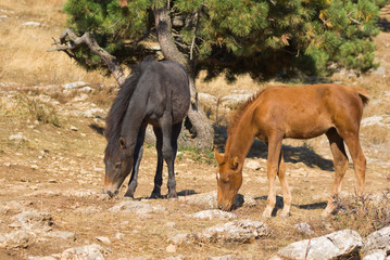 Two young horses is trying to find some food on dry earth .