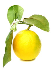 Lemon on branch.