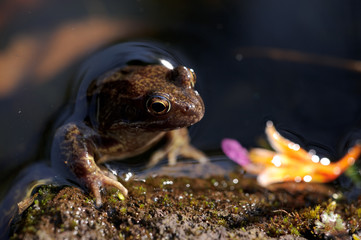 Brown frog in pond