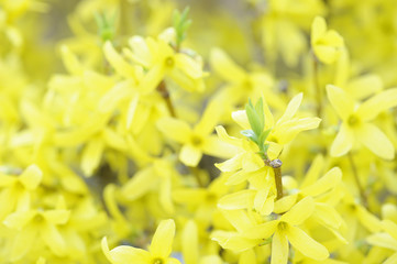 Yellow flower