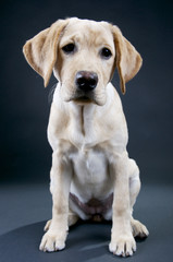 Labrador Welpe