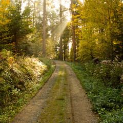 Fototapeta na wymiar sunny path in black forest
