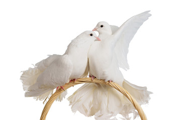 Two white doves kissing and huggung