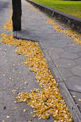 autumn leafs on street pavement