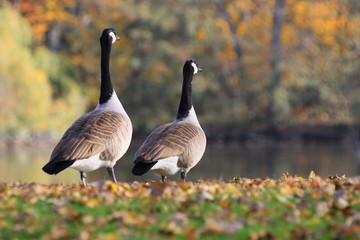 Kanadagänse-45073b1 © axepe