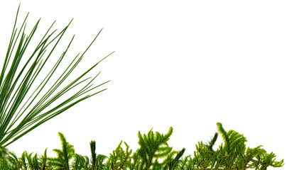 Gras_linksMoosstreifen