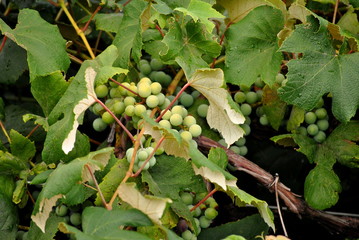 Fototapeta premium Growing Grapes