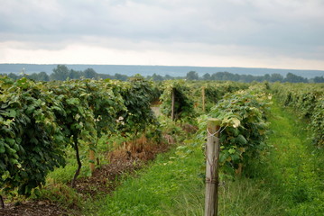 Fototapeta na wymiar Rows of Grapes