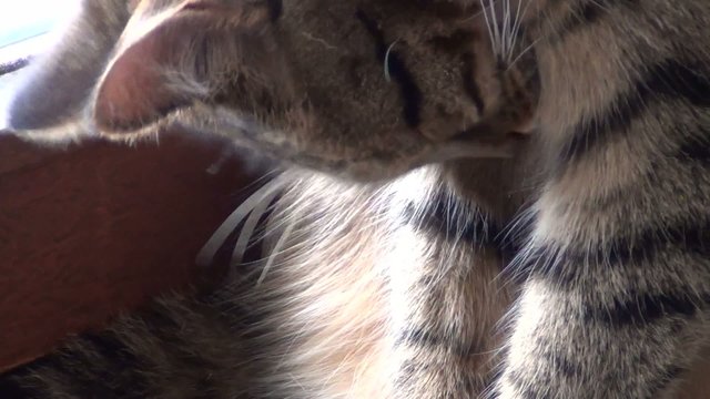 katzenw&auml;sche I