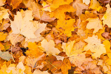 Golden autumn leaves