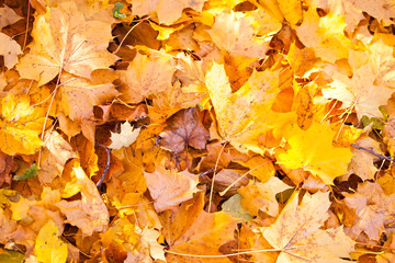 Naklejka na ściany i meble Golden autumn leaves