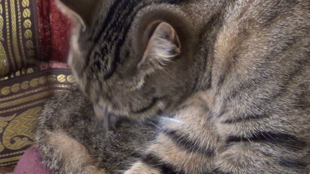video katzenw&auml;sche III