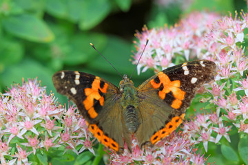 butterfly