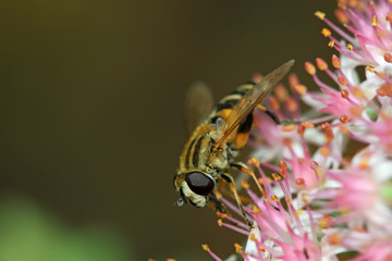 syrphidae