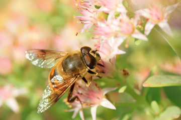 syrphidae