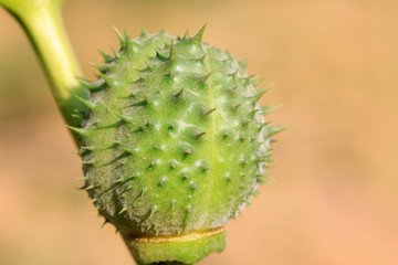 fruit of wild medicinal plants - mantra