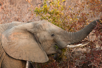 Elephant eating leaves from a tree
