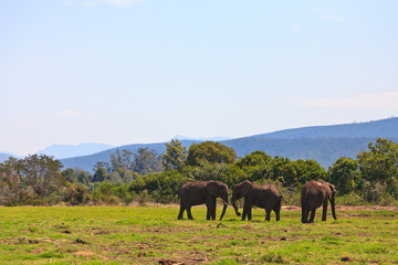 Elephants walking on a grassland