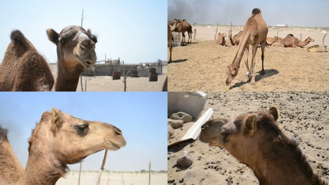 Camels farm