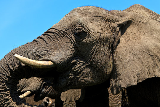 Close up of an elephants head