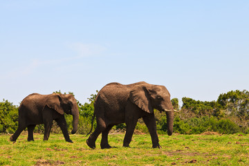 Fototapeta na wymiar Słonie spaceru między krzakami