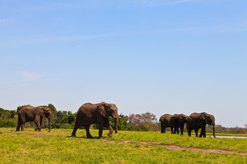 Obraz na płótnie Canvas Słonie spaceru między krzaki