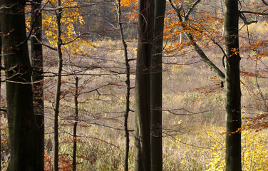 Autumn forest