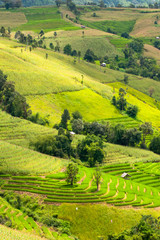 Terraced rice fields in northern Thailand