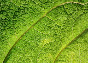Macro of green leaf