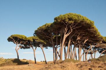 Pinien an der Küste