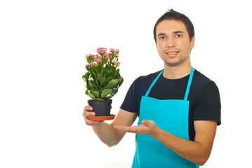 Crédence de cuisine en verre imprimé Fleuriste Fleuriste masculin montrant à la fleur de kalanchoe